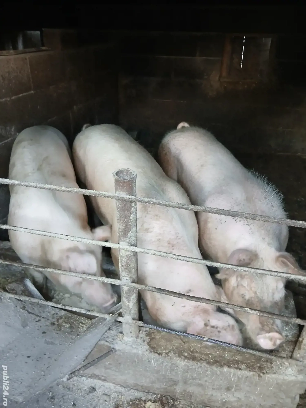 vind porci de craciun 100,120 kg