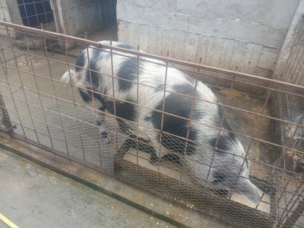 vând 4 porci între 180  200 kg