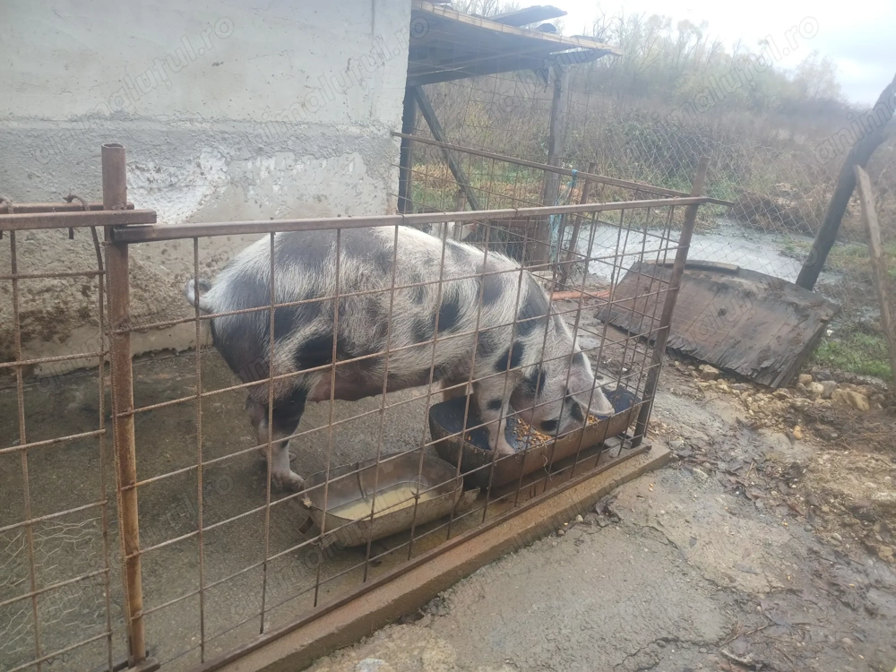 vând 4 porci rasa pietran 