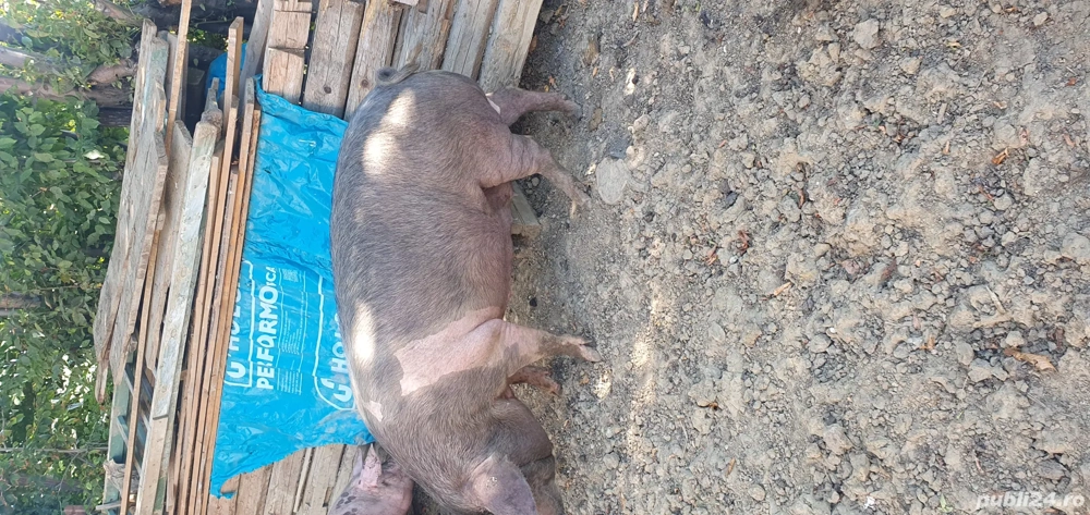 porci de vânzare 115  140 kg