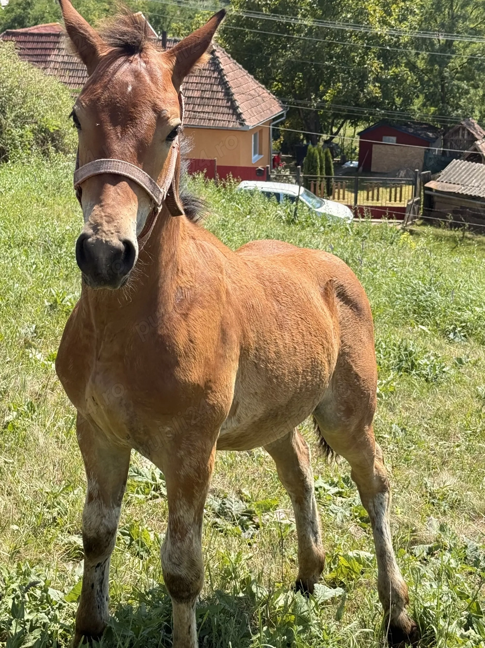 Manz semigreu romanesc 