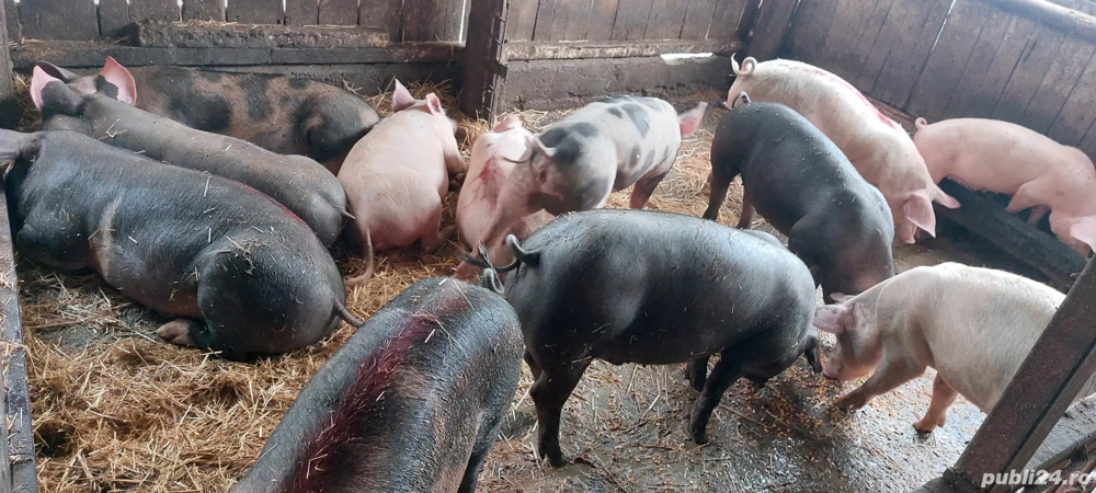 porci de vânzare pentru Crăciun 80-120kg 