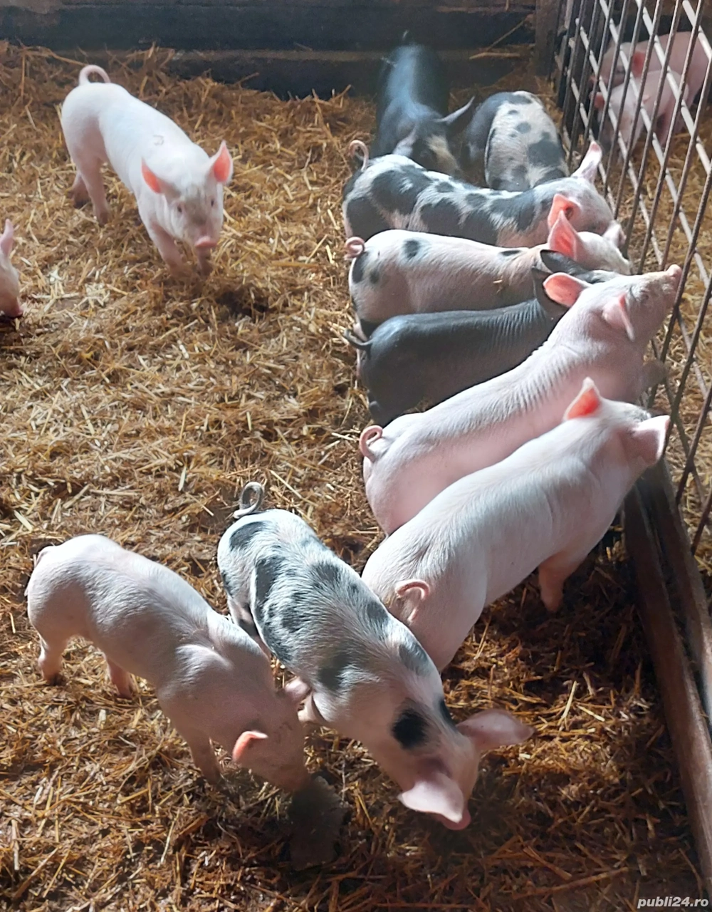 purceii de vânzare Duroc cu Pietrain 