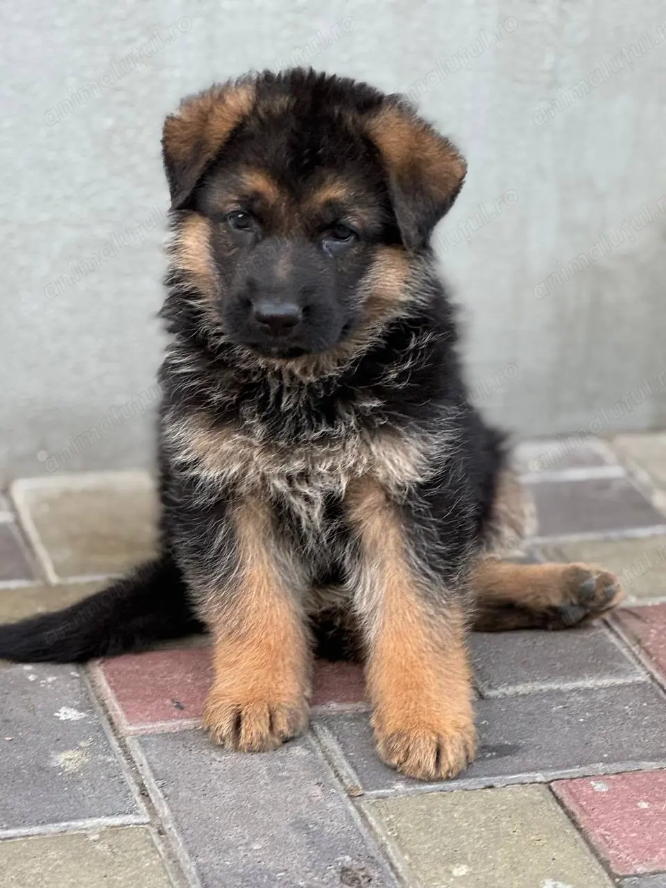 Ciobănesc german fată