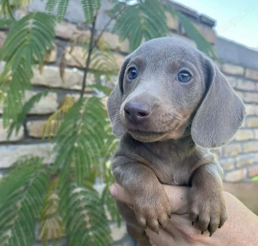 Teckel silver mascul 