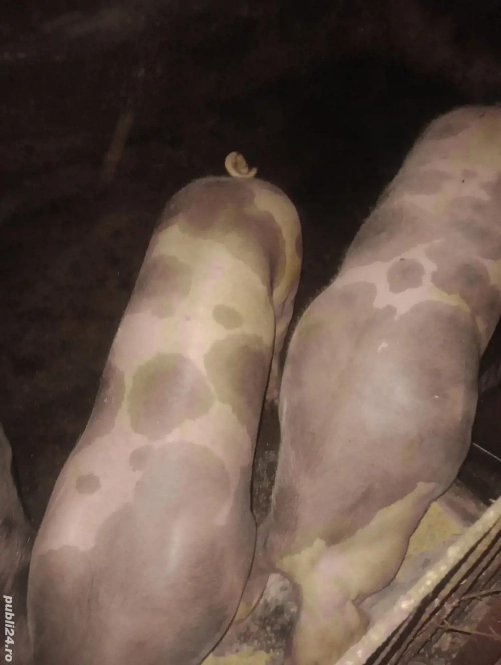 Vînd porci de 100 și 130 de kg