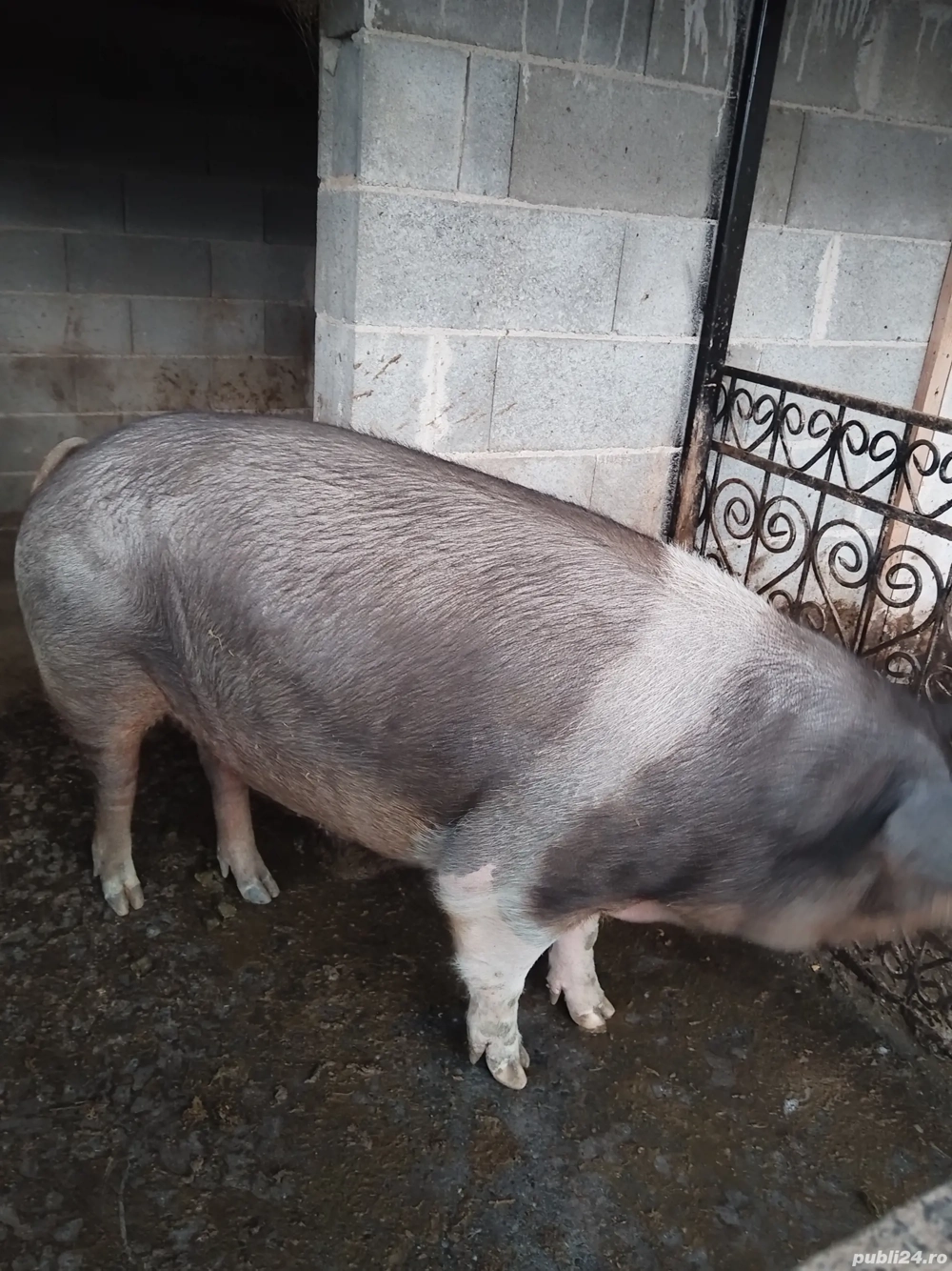 Purce de vanzare 