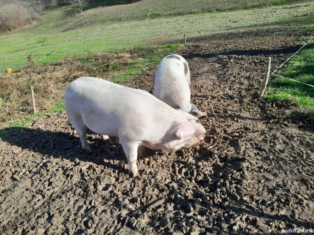 Vând porci de carne
