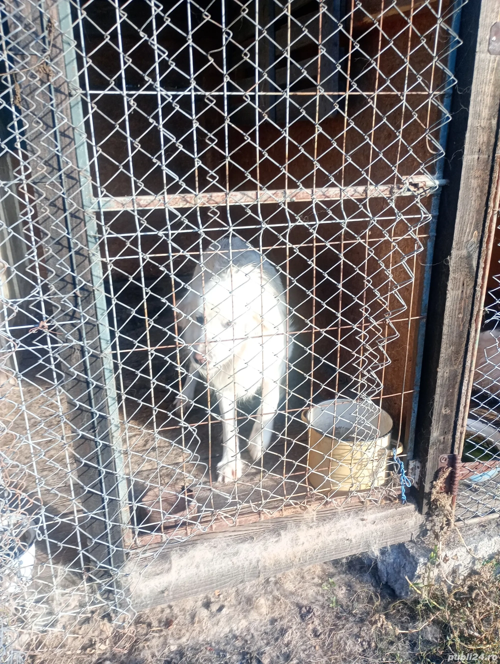 pereche golden retriever 