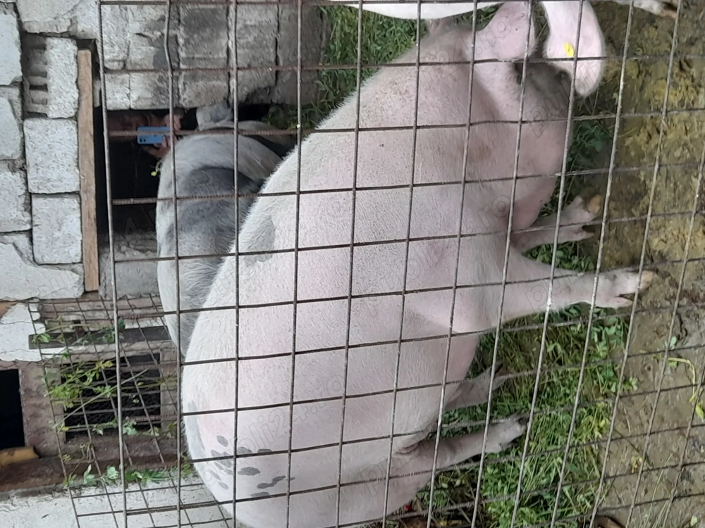 Porc de vânzare 