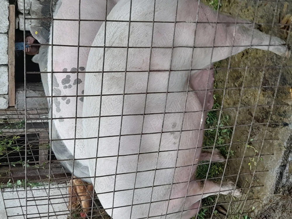 Vând  porci 250 kg +   