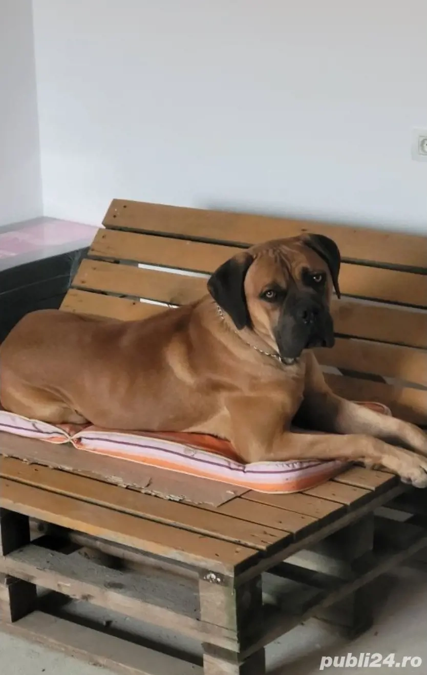 Donez mascul cane corso 