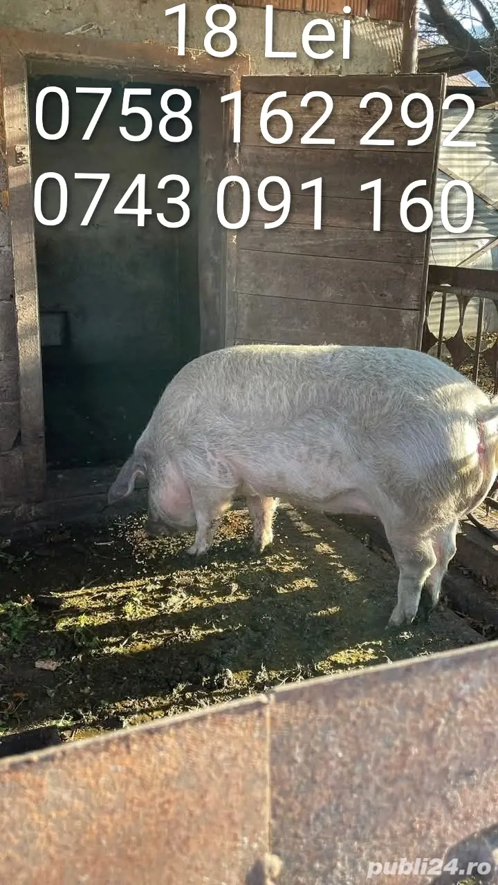 Vând porc de țară 18 Lei