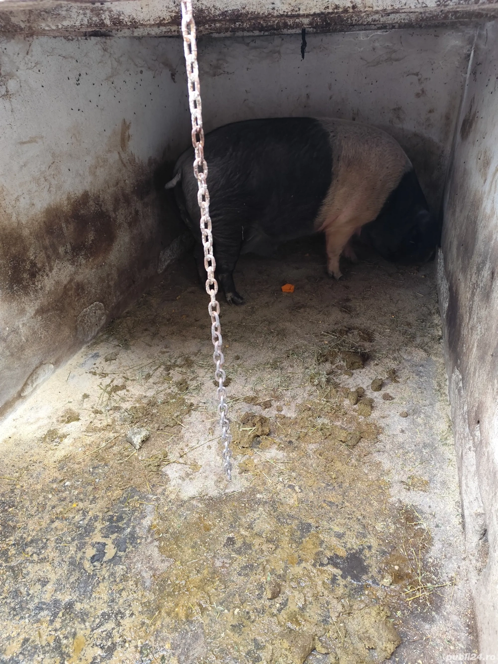 Vier bazna, scrofițe bazna, purcei bazna 