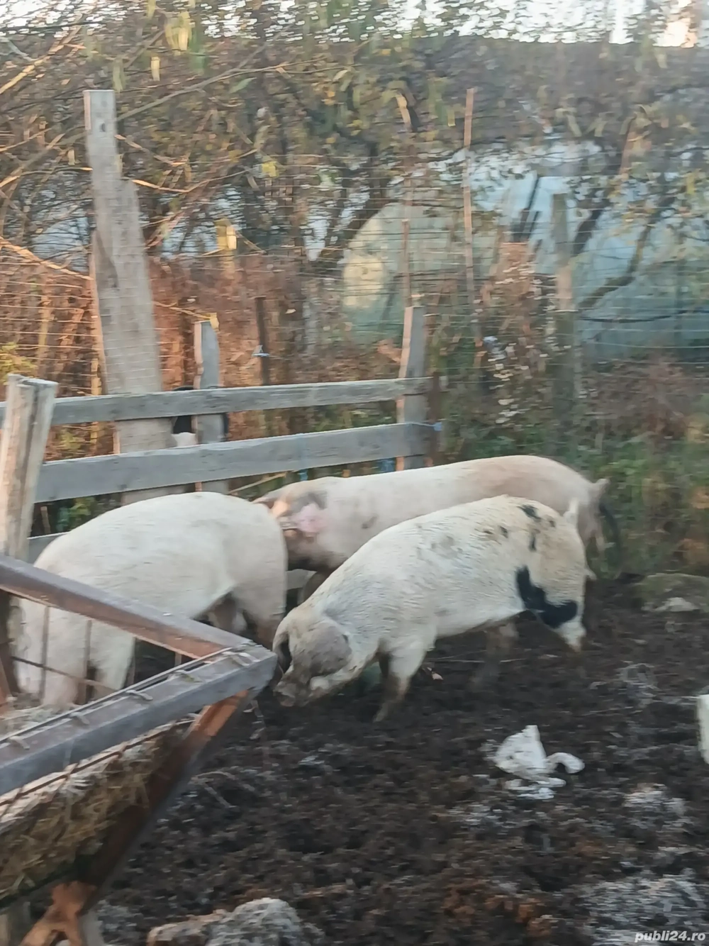 vand animale pentru sacrificat 