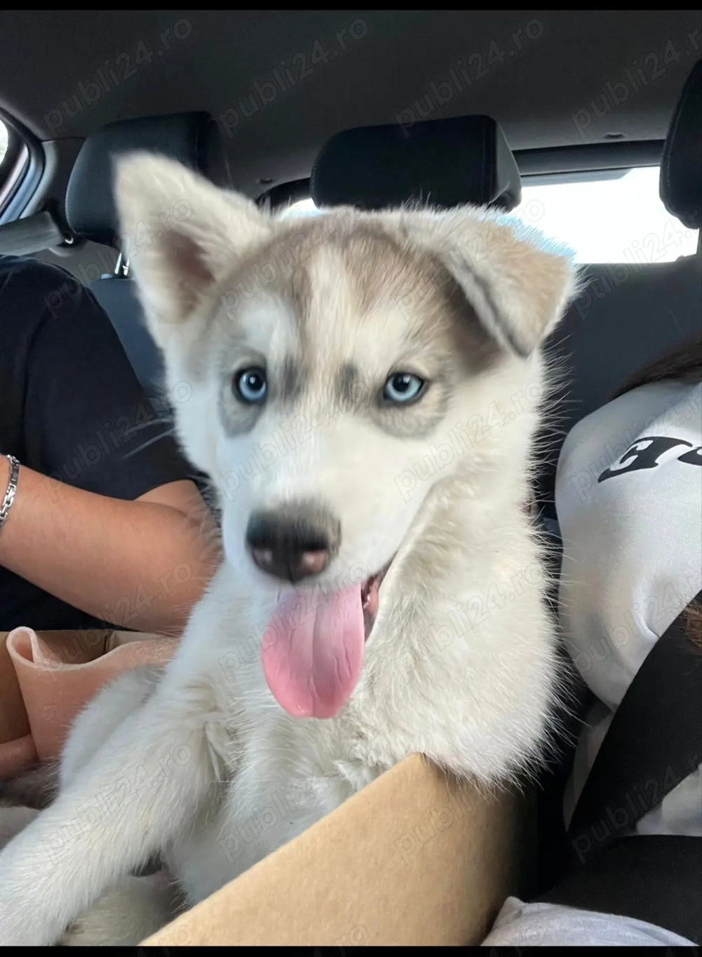 Vând puiuț Husky,12 sapt