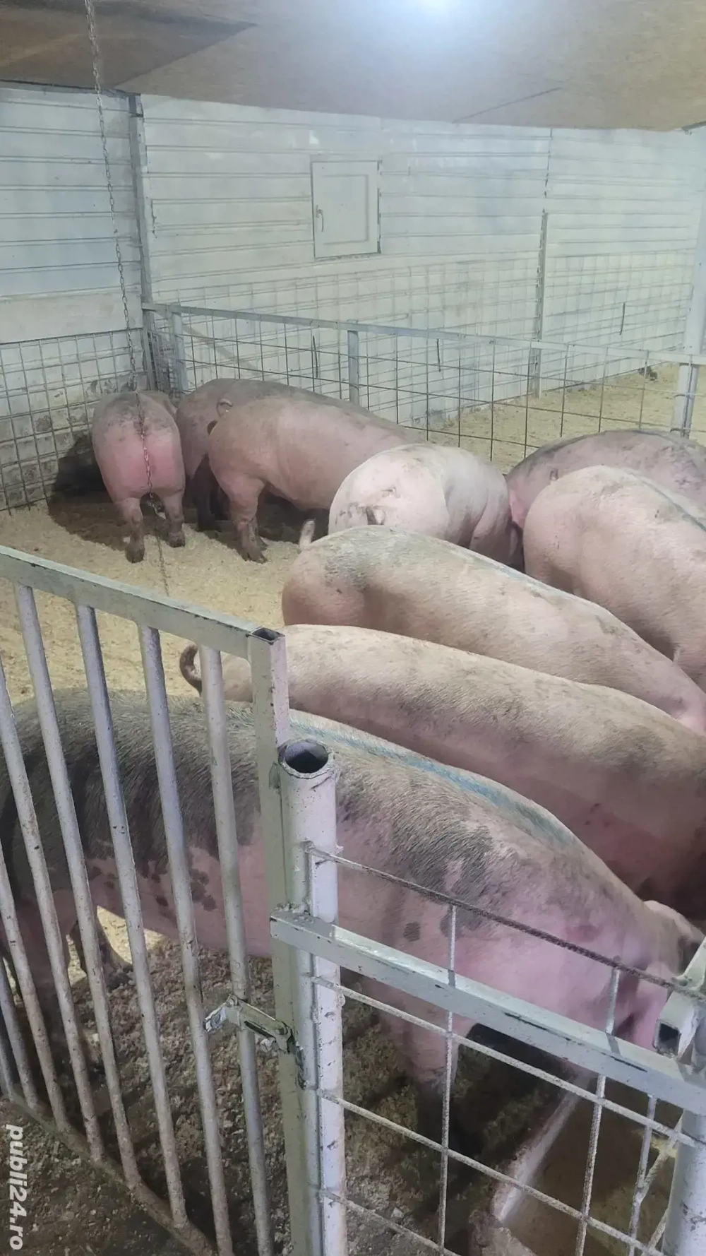 porci numai de carne !!!