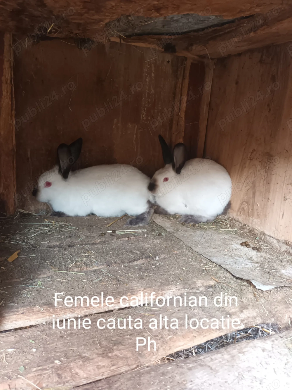 Iepuri rasa californian