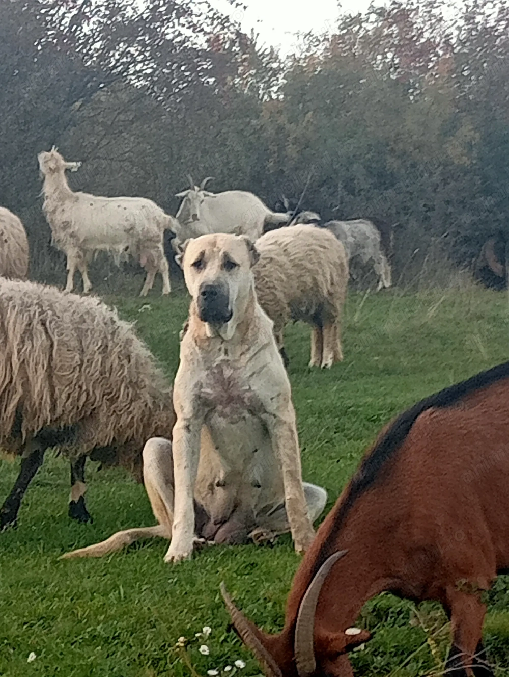 Câini crescuți la stână de vânzare 