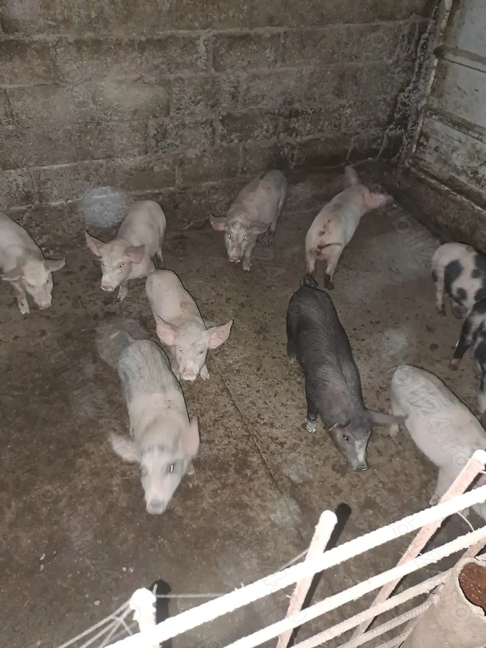 Vand purcei  de 7 săptămâni 