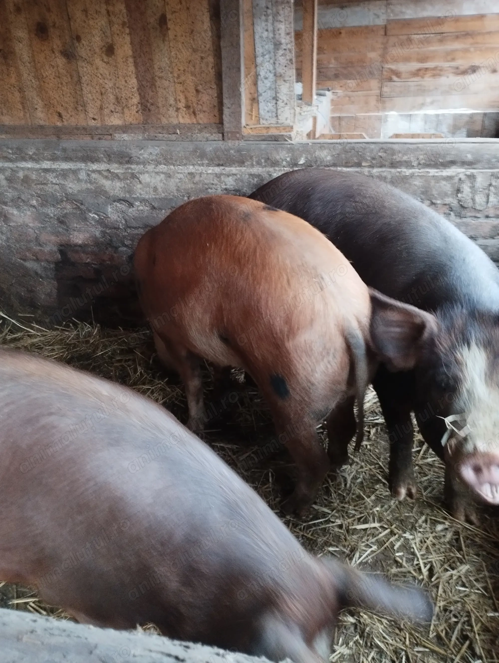 Porci pt sacrificat,mari și mici