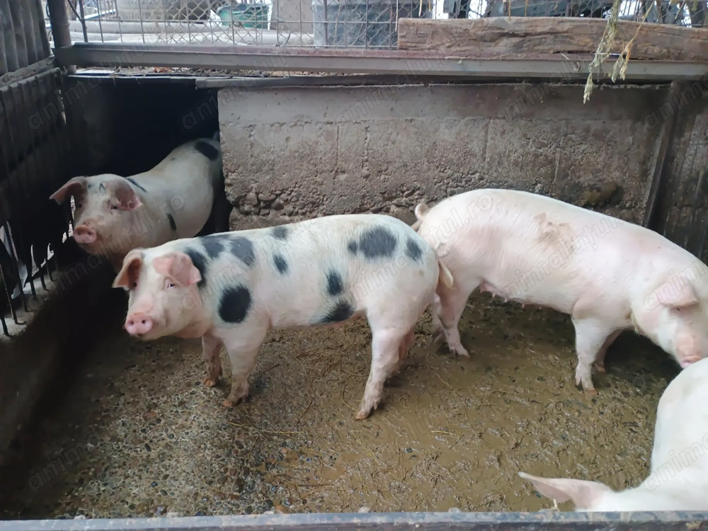 Vand porci 100-180kg