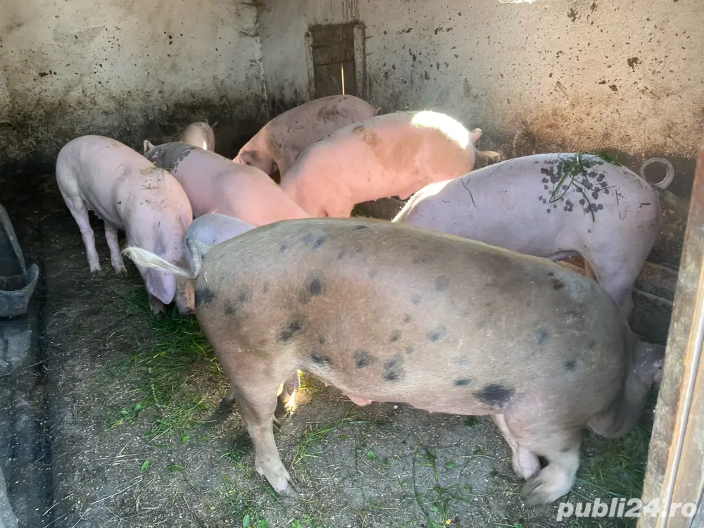 De vazare soldani cu greutatea intre 35 si 60 gilograne,crescuti doar cu cereale,foarte mancaciosi