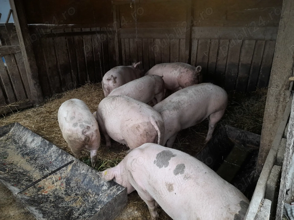 Vand porci pentru sacrificare.