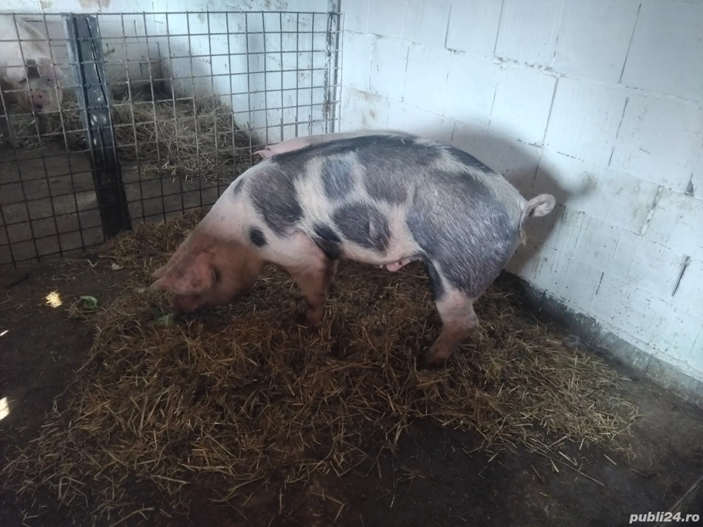 porc de carne la 130kg 