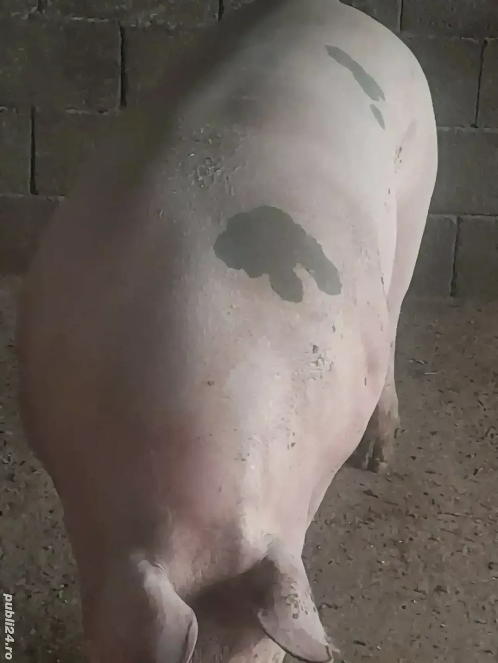 porci 360 380 kg 