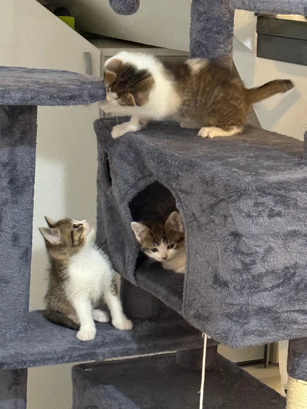 Vând pisică British Shorthair