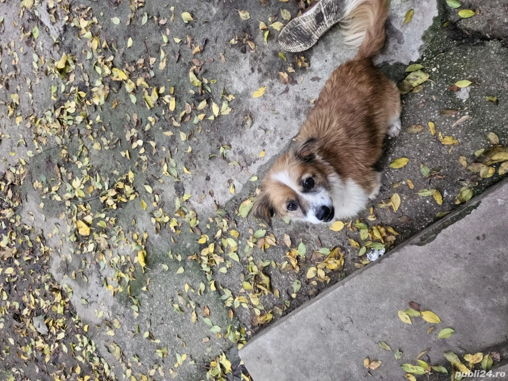    Ofer spre adopție un cățel metis Pekinez   Cavalier King Charles!   