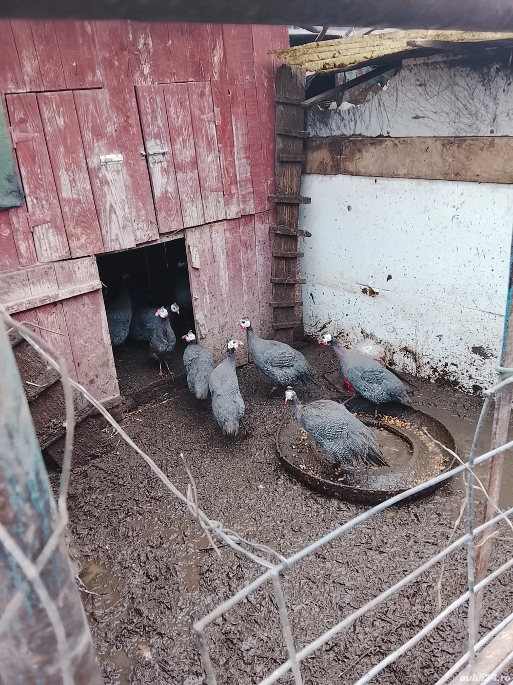 Vind bibilici mai mici si mai mari din  mai si iunie