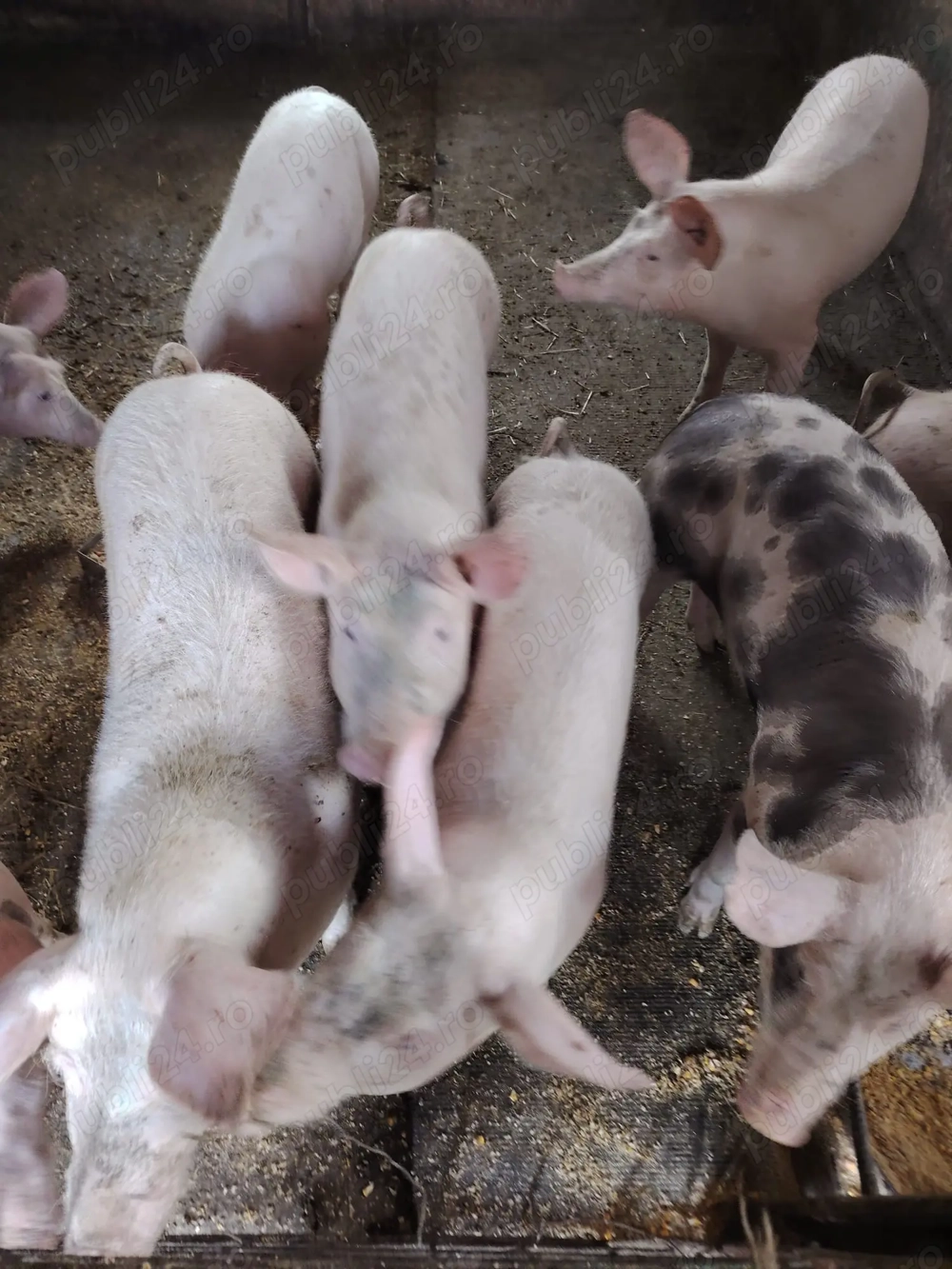 Porci 40 - 50 kg de vanzare