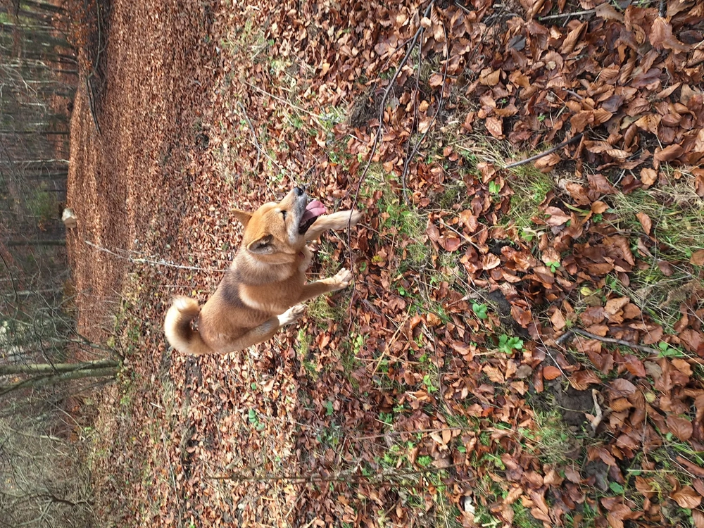 De vânzare Akita japonez plin de energie!