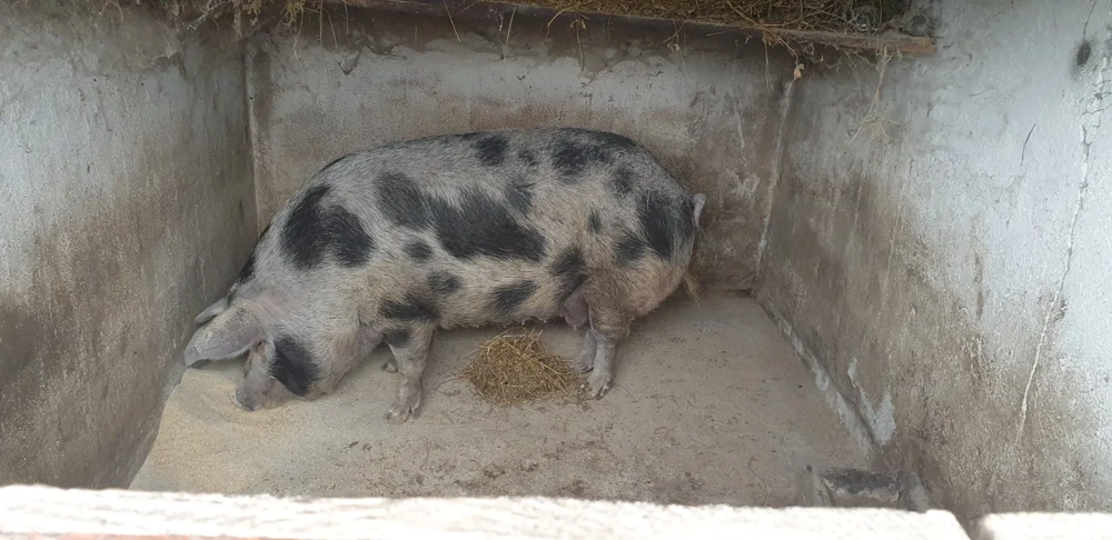 scroafa de vanzare pt sacrificat 