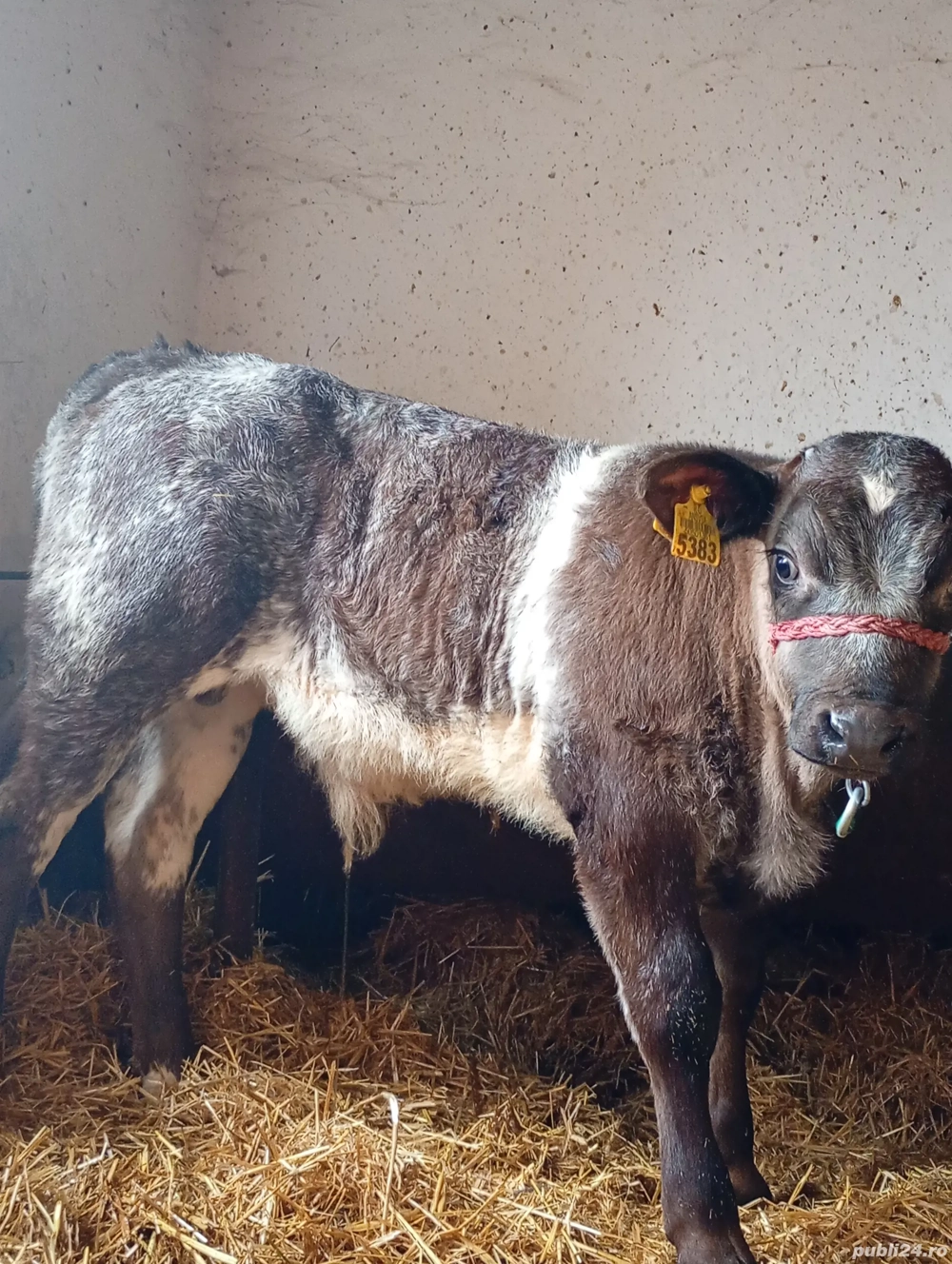 Vând Vițel Belgian .