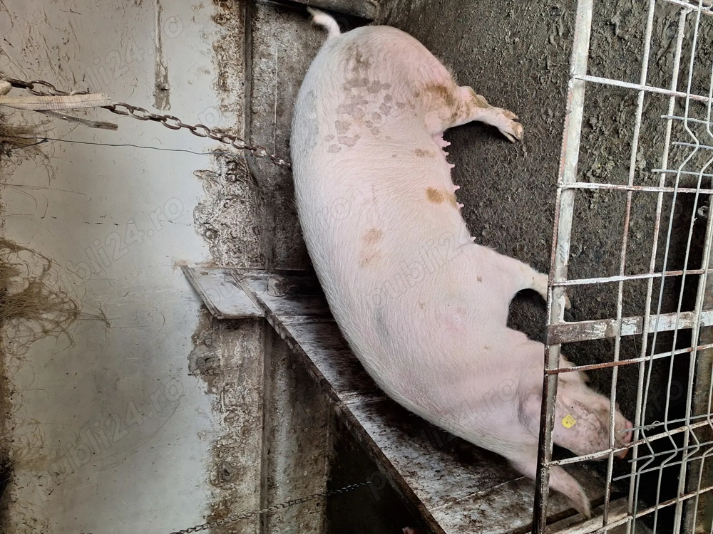 Scroafa de vanzare ....