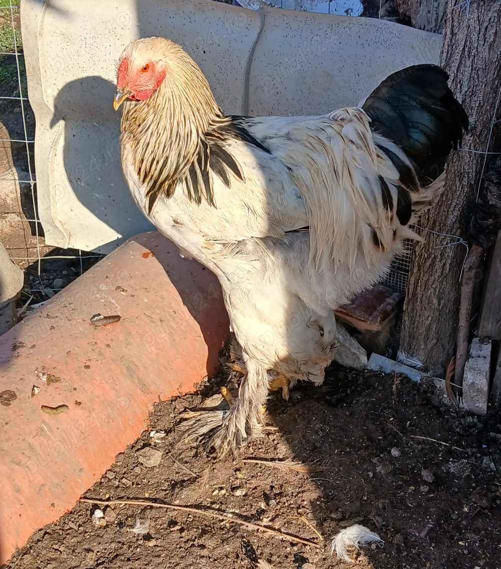 Vând cocoși Brahma!!