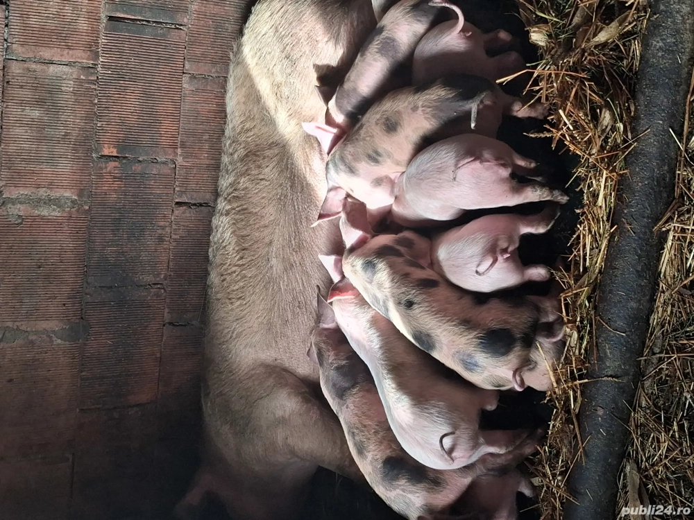 vand purcei de rasa !