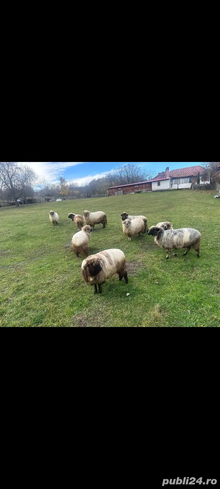 Oi de vanzare Milostaea 