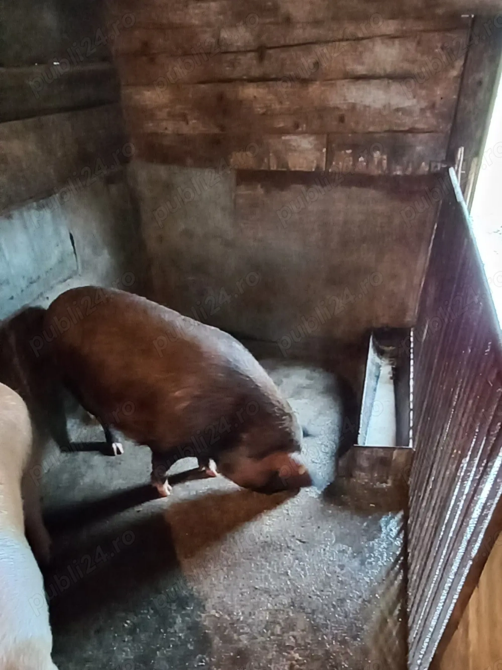 Porc de vanzare 180 kg-200 kg