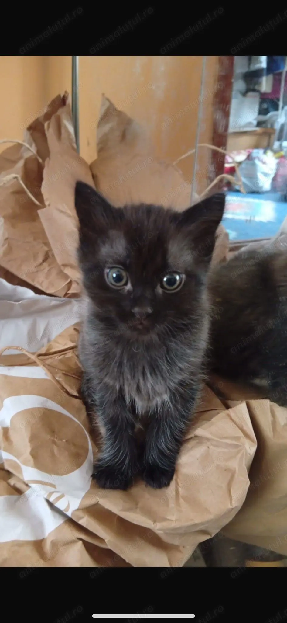 Pisicuță Transilvăneană