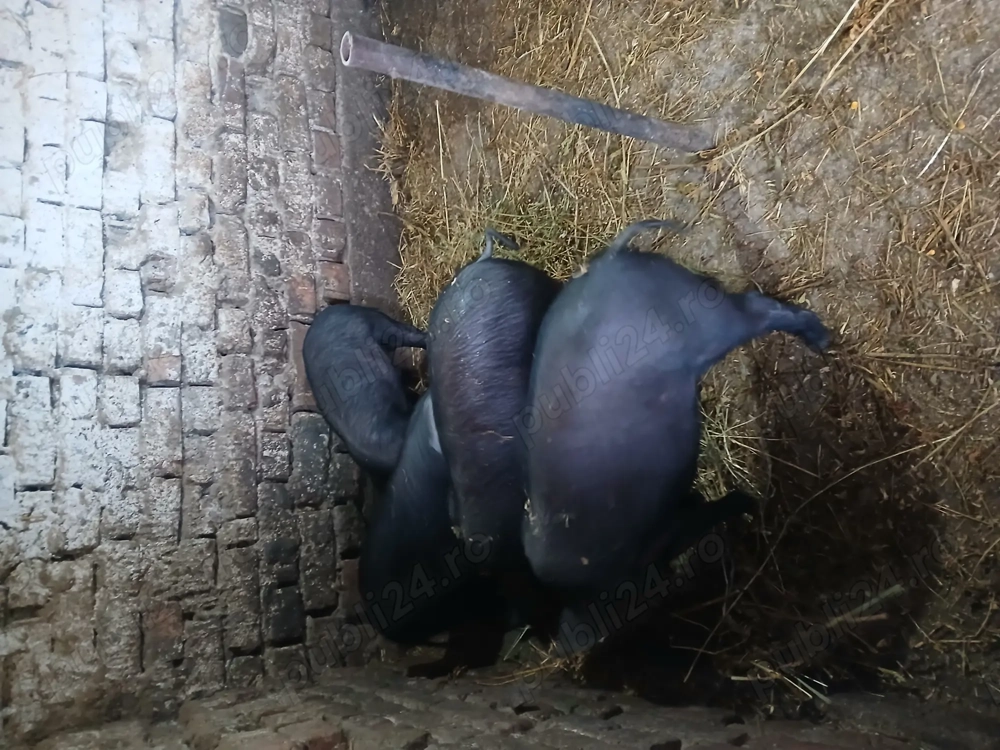 De vânzare 3 scrofite si 1 mascul(16saptamani)