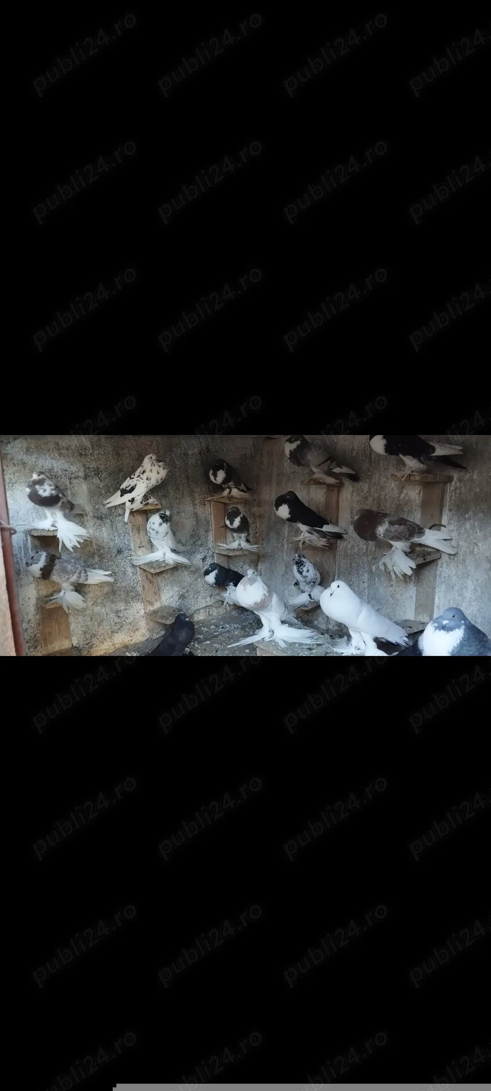 Porumbei gusati de pomerania și creți francezi