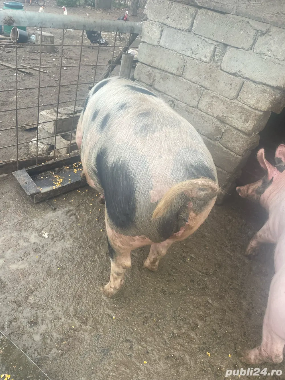  Porci de vanzare