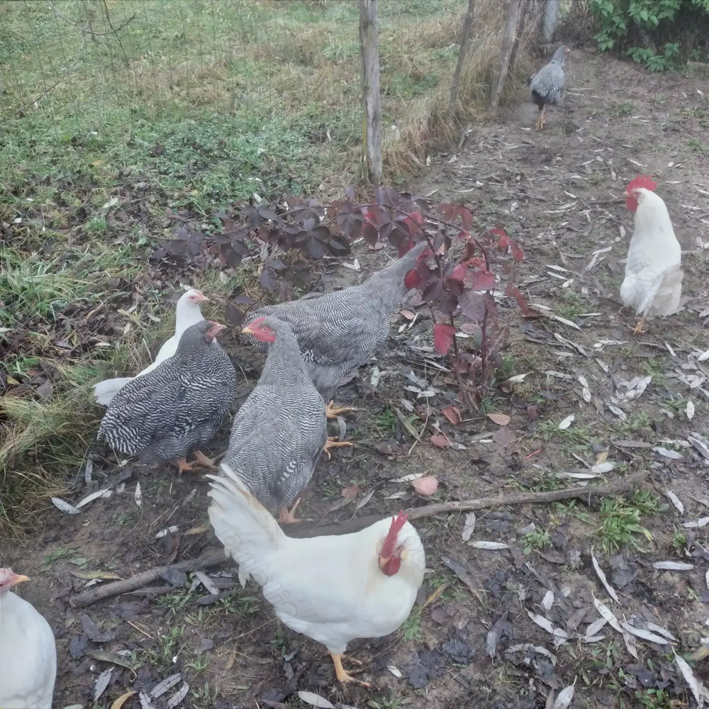 Vînd cocoșei rasă playmondh rok barat 