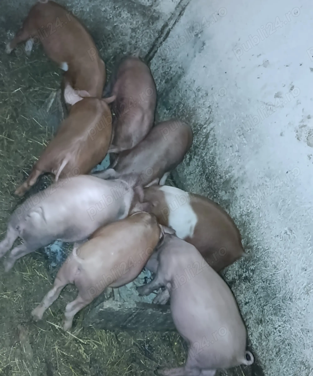4 perechi purcei 7 săptămâni 
