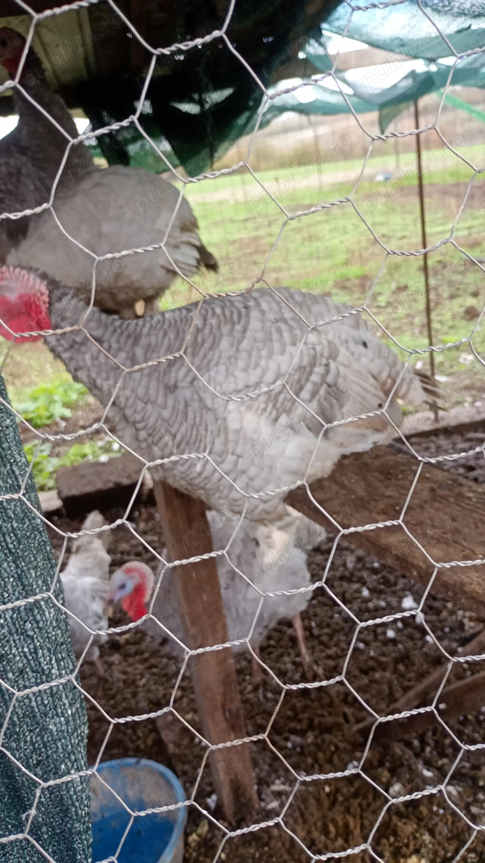 Curci și curcani Dolj olt