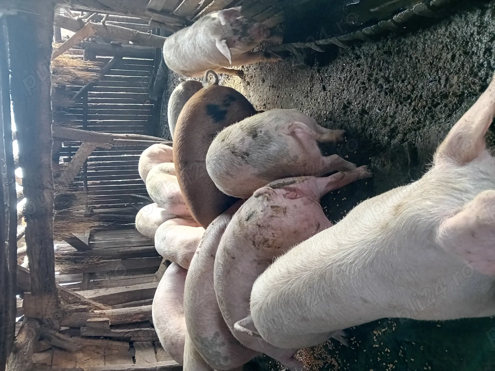 Vînd porcii de cașă